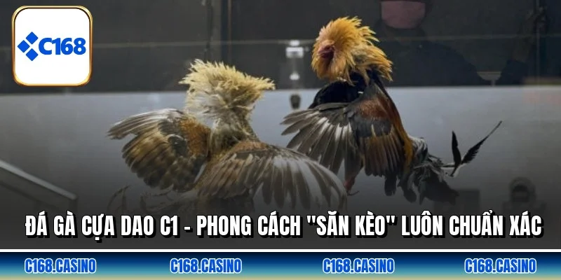 Đá Gà Cựa Dao C1 - Phong Cách "Săn Kèo" Luôn Chuẩn Xác
