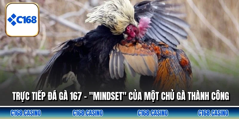 Trực Tiếp Đá Gà 167 - "Mindset" Của Một Chủ Gà Thành Công